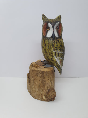 Long-eared Owl