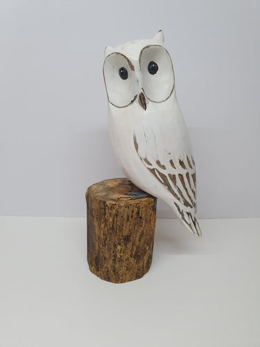 White Long-eared Owl