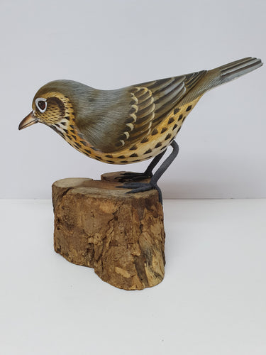 Song Thrush