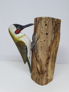Green Woodpecker